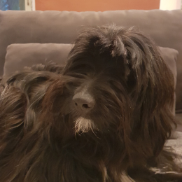 Nala profile