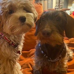 Rocco e matilda profile