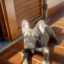 Bigne profile