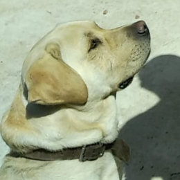 Django profile