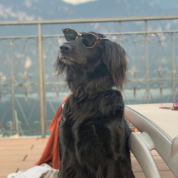 Tommy profile