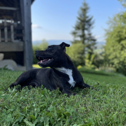Romy profile