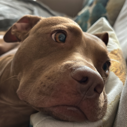 Sasha profile