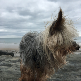 Doggo profile