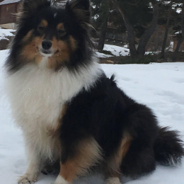 Jarvis profile
