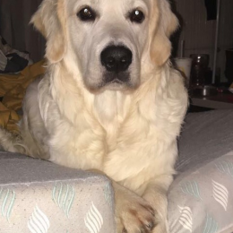 Olaf profile