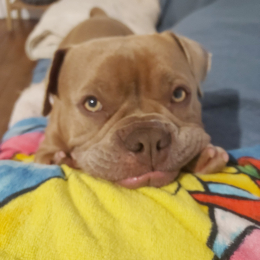 Laya profile