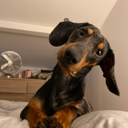 Poppy profile