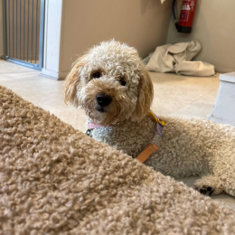 Sully profile
