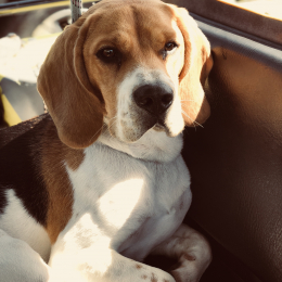 Nouki profile