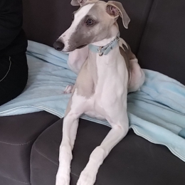 Virgile profile