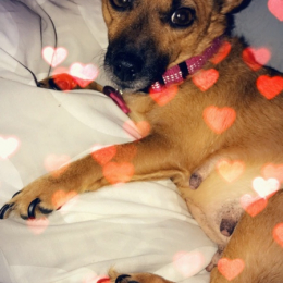 Adeline profile