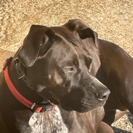 Oki profile