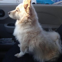 Sally profile