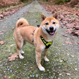 Aiko profile