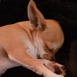 Aiko profile