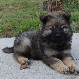Taïko profile