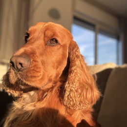 Raoul profile