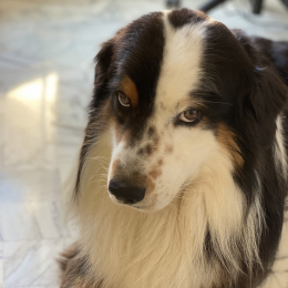 Russ profile