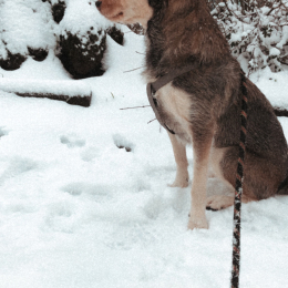 Praline profile