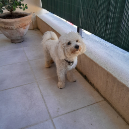 Pilou profile