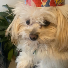 Milou profile