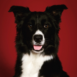 Lilou profile