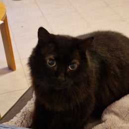 Lucie profile