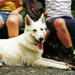 Pixies profile