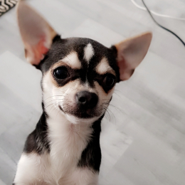 Nicky  profile