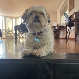 Dixie profile
