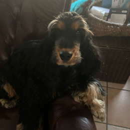 Ugo profile