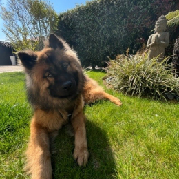 Koda profile
