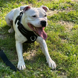 Stella profile