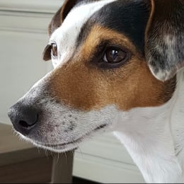 Loyd profile