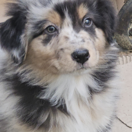 Kaïdo profile
