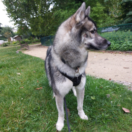 Thor profile