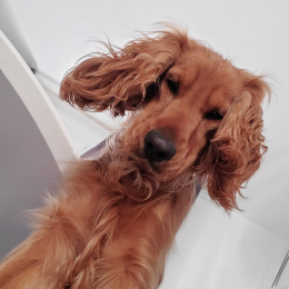 Marcel profile