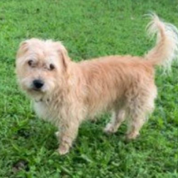 César profile
