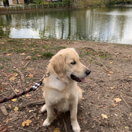 Ricco profile