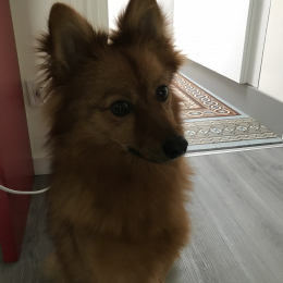 Simba  profile