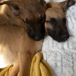 Baïko et pakkun profile