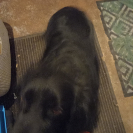 Doggo profile