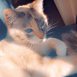 Victorine profile