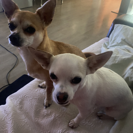 Nahal et iky profile