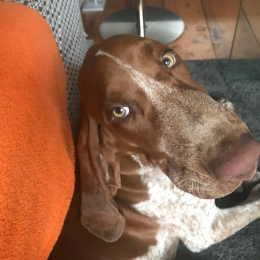 Georges profile