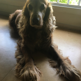 Canelle profile