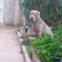 Oscar profile