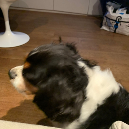 Lucky profile