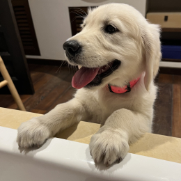 Uma profile